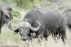 Afrikanischer Büffel (14 von 102).jpg